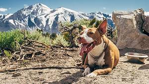 a brown and white dog laying in front of now covered mountains
