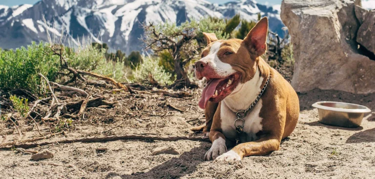 Image from Fifth stop: Mammoth Lakes back to Sac via Yosemite on DogTrekker
