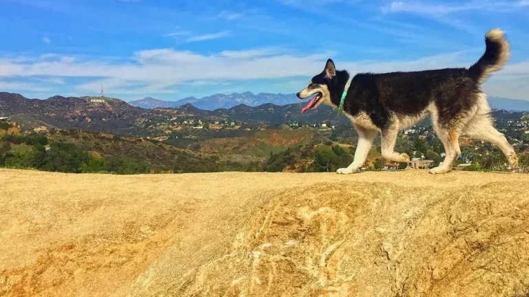 Experience a scenic adventure with your Siberian Husky along the rugged terrains of Hollywood Hills, with a stunning view of the iconic Hollywood Sign in the backdrop. The breathtaking terrain will not just energize your furry friend but also provide an enriching outdoor interaction bound to leave memorable paw prints on both your hearts. - Dogtrekker