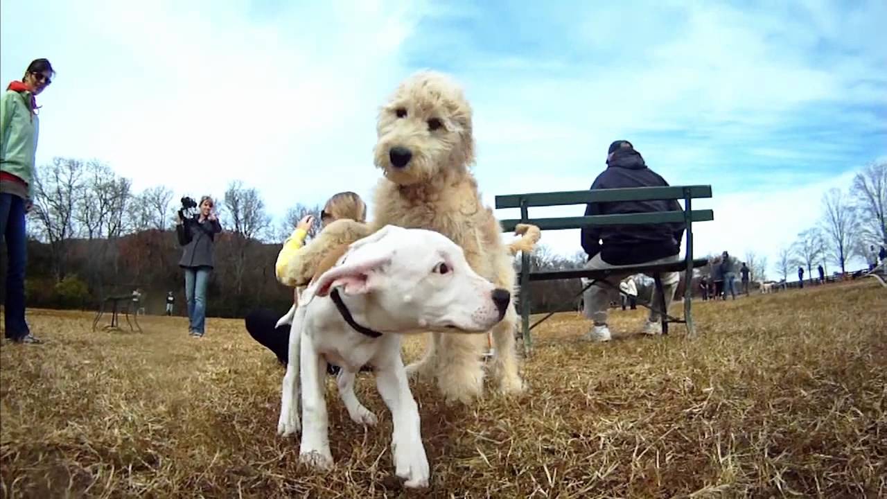 In a grassy park, two dogs play together. The larger dog, with a light coat, stands behind a smaller white dog that wears a collar. In the background, people are seen; some sit on a bench while others take photos. Trees and a partly cloudy sky complete the setting.