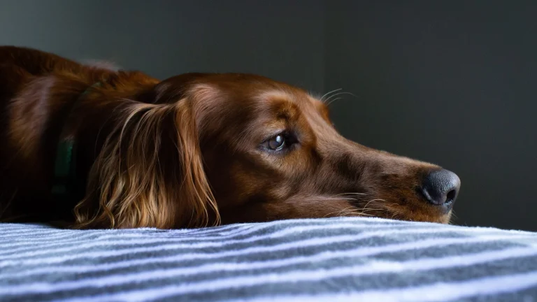 Image from When your dog vomits on DogTrekker