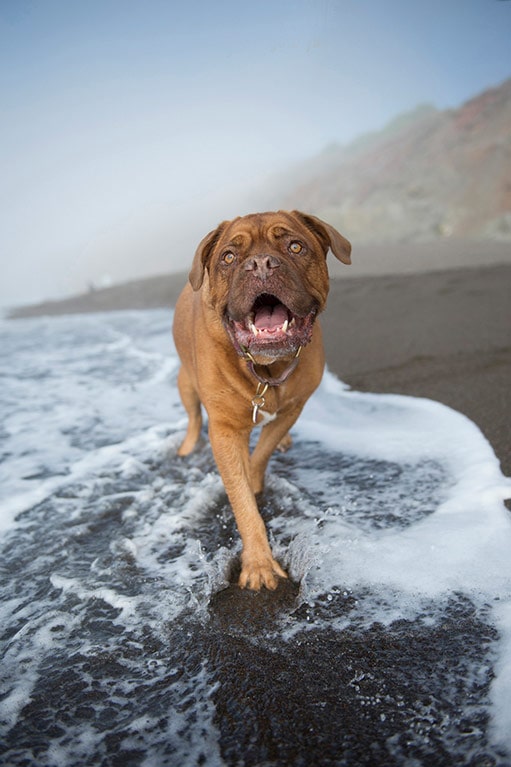 Happy dog in surf at beach