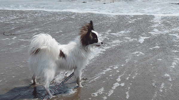 A small dog with a soft coat of black and white fur stands on the wet sand at Santa Cruz, gazing intently at the ocean. The gray clouds above cast a muted light over the scene, while gentle waves lap against the shore. The dog's leash rests on the ground, tracing lines in the sand as water gently sweeps in and retreats.