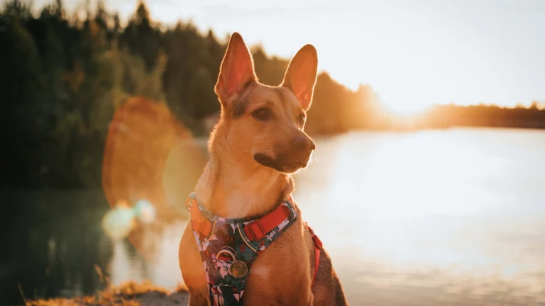 Image from More in Marin on DogTrekker