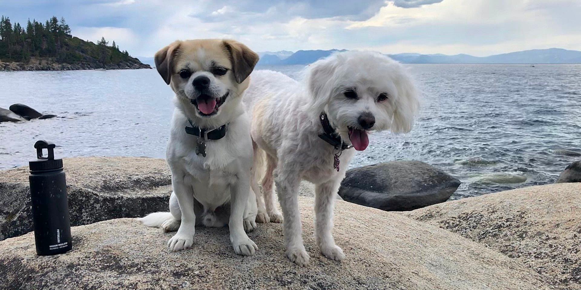 Dogs on Lake Shasta