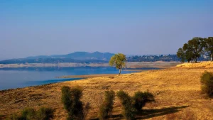 Summer fun with your pup in Folsom