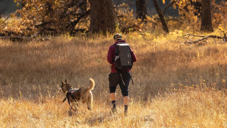 Image from Best dog-friendly hikes in Santa Cruz County on DogTrekker