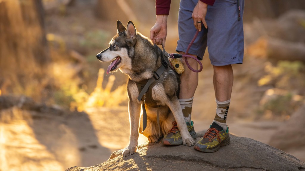 mixed breed dog on leash with man wearing hiking shoes on trail