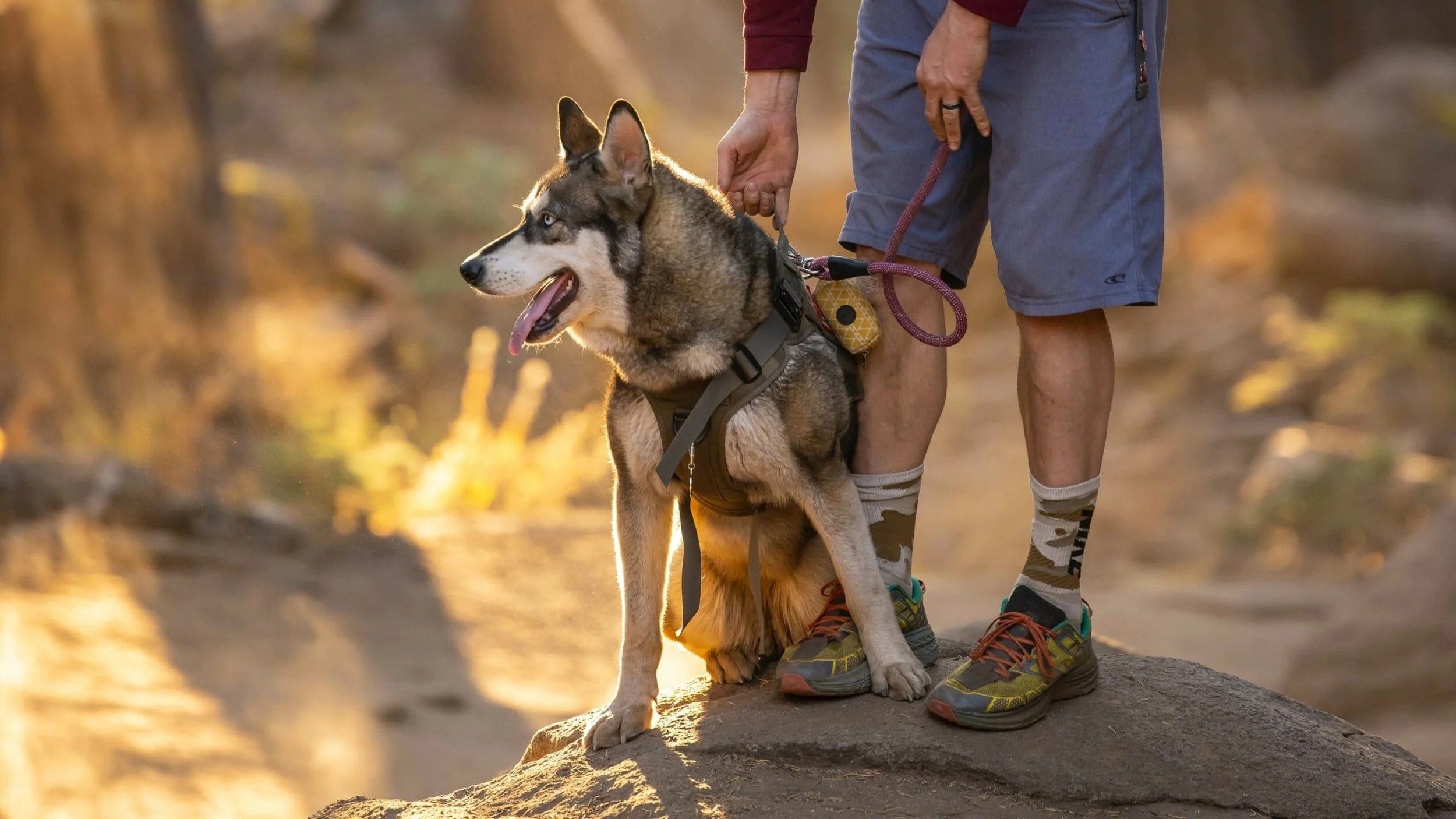 Image from Dog-friendly day hikes on DogTrekker