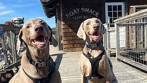 Diesel and Oliver's Seaside Adventure featuring two dogs sitting on a dock.