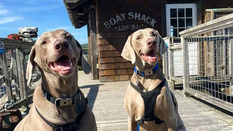 Image from Diesel & oliver's seaside adventure on DogTrekker