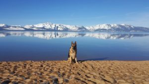 A majestic German Shepherd relaxing on a tranquil sandy shoreline, basking in the picturesque backdrop of a serene mountain lake. - Dogtrekker