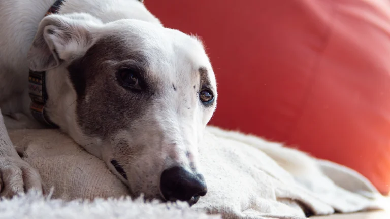 Image from Golden state greyhound adoption on DogTrekker