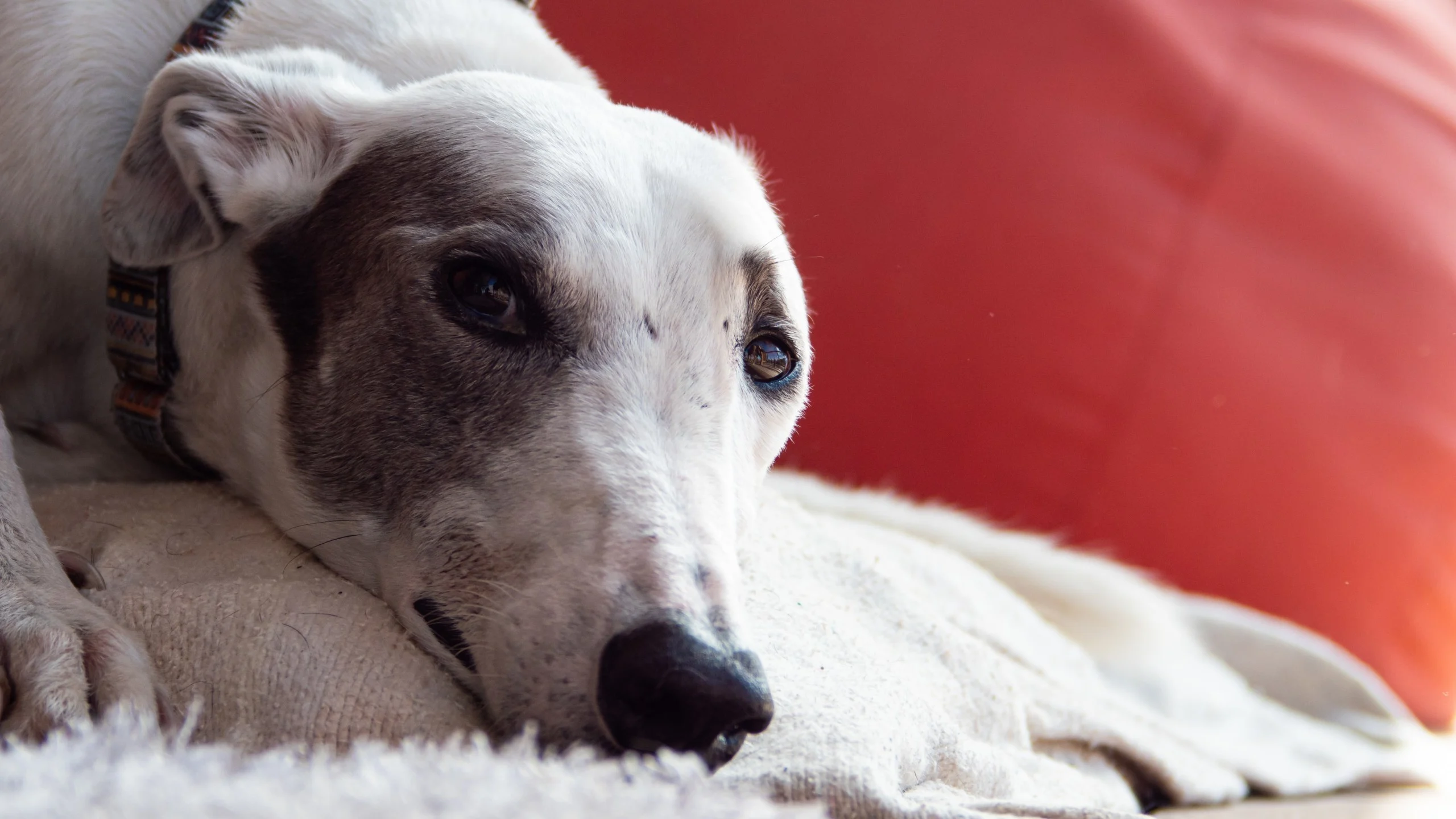 Image from Golden state greyhound adoption on DogTrekker
