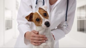 A skilled veterinarian gently cradles a lively Jack Russell Terrier within the comforting confines of an animal-friendly clinic. - Dogtrekker