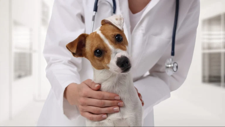 A skilled veterinarian gently cradles a lively Jack Russell Terrier within the comforting confines of an animal-friendly clinic.