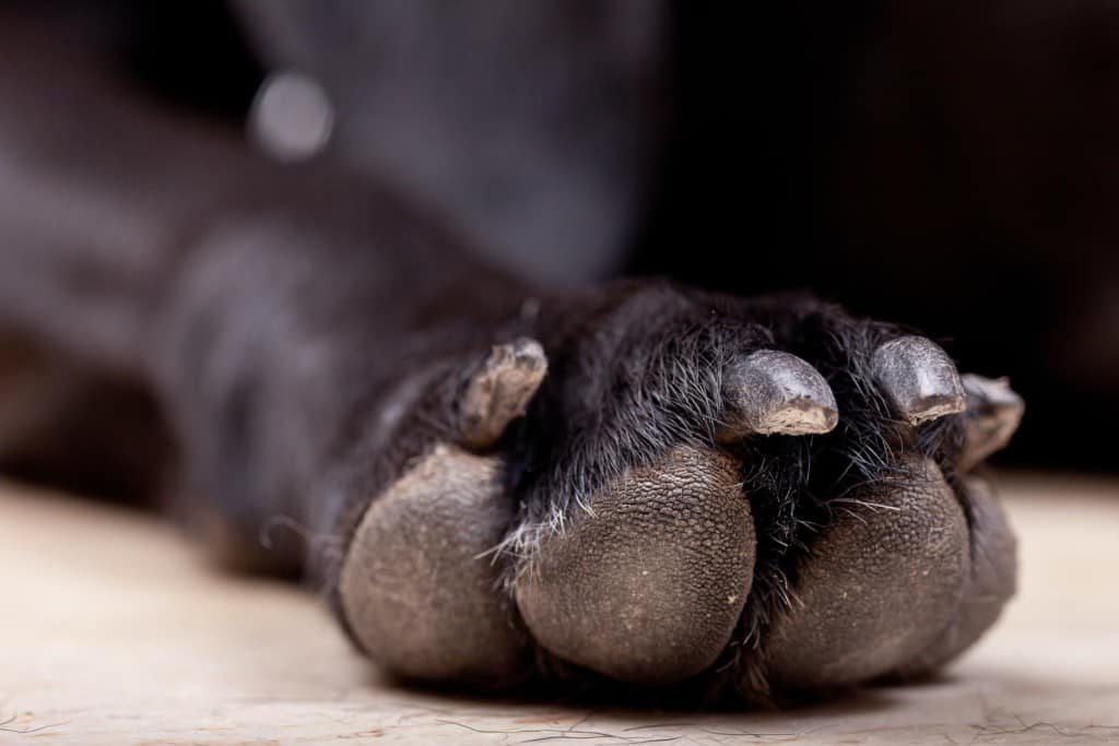 close up of dog's nails