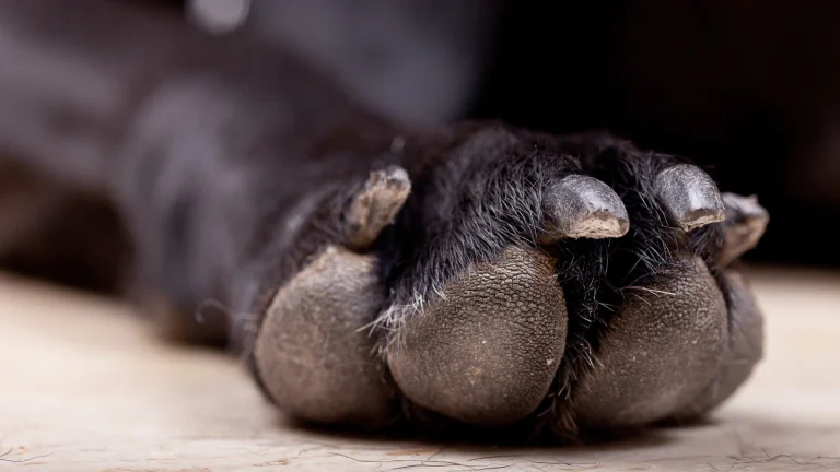 Photo Victor Grabarczyk.