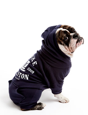 bulldog in hoodie