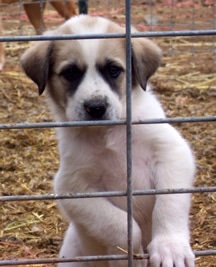Adoptable puppy at the Lassen Humane Society
