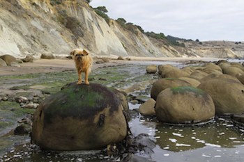 Dog standing on a rock