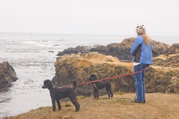dogs on a bluff overlooking the water