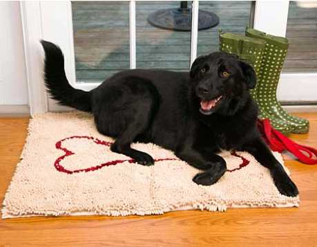 black dog on door mat