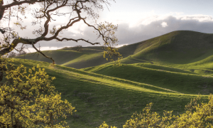 Sycamore Valley