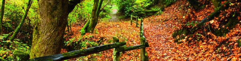 Anthony Chabot Regional Park