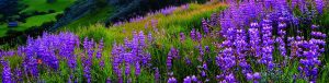 Photo by East Bay Regional Park District.