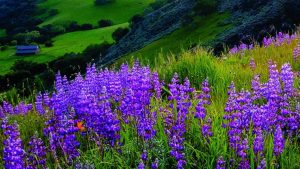 Sunol Canyon trail