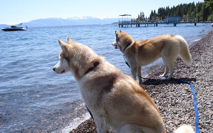 Lake Tahoe dogs