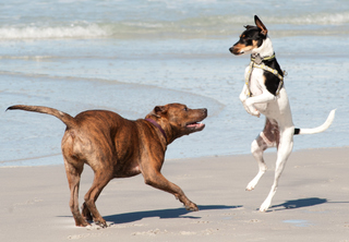 Dogs on Carmel Beach