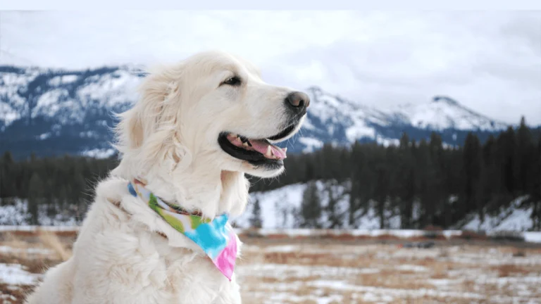 High Sierra Animal Rescue, a dog-friendly local service in Portola, California