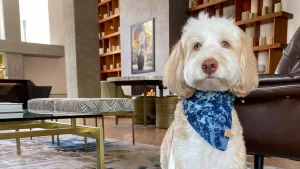 Kimpton Rowan Palm Springs