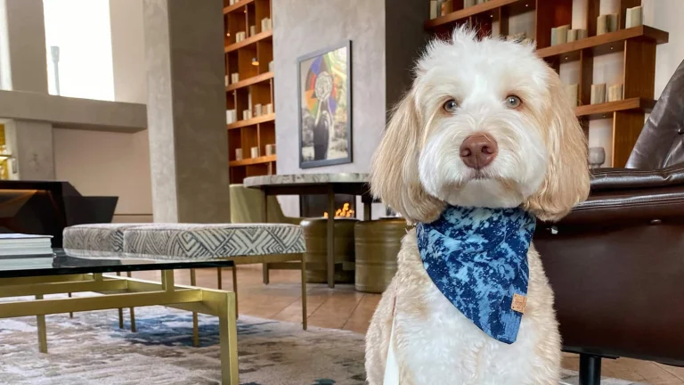 Kimpton Rowan Palm Springs, a dog-friendly hotel in Palm Springs, California