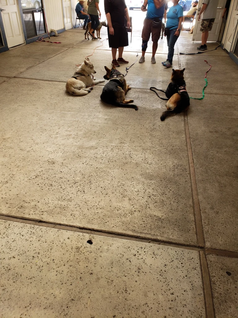 4 Paws 4 Patriots Google Places photo