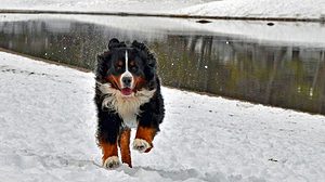 Bernie dog running in snow