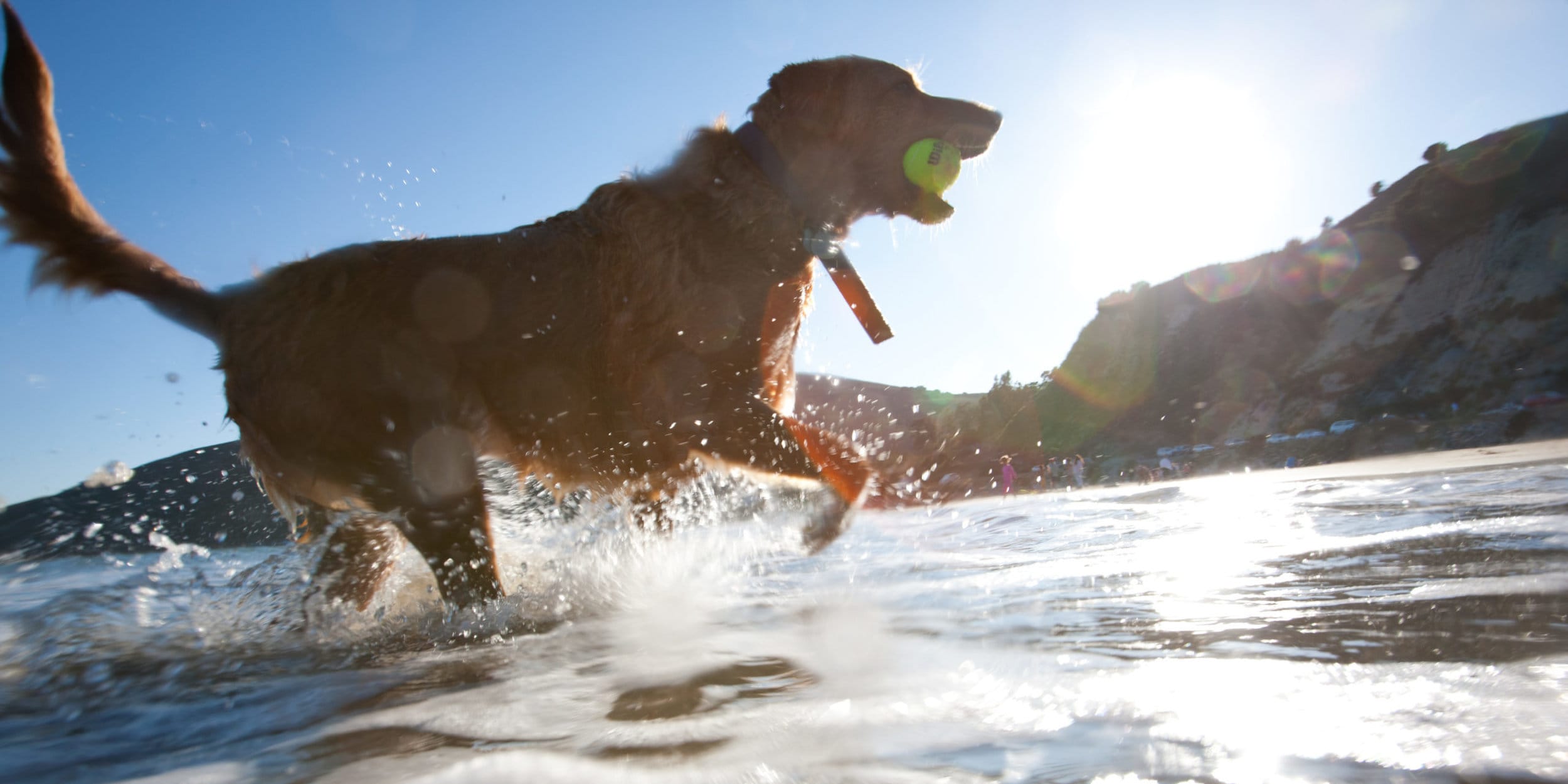 Dog with ball running on beach