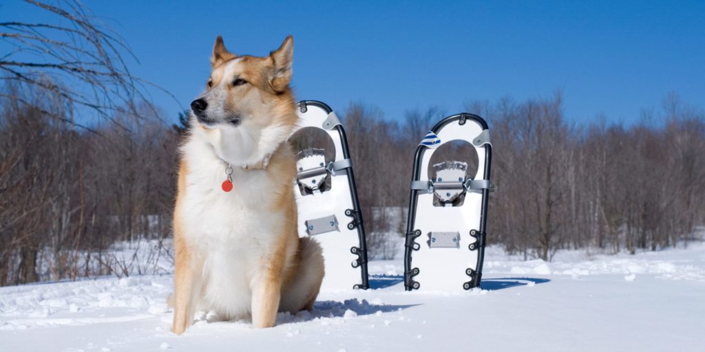 Beautiful Dog and Snowshoes with Snow and Blue sky
