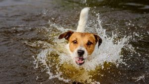 dog playing in water making big splashes