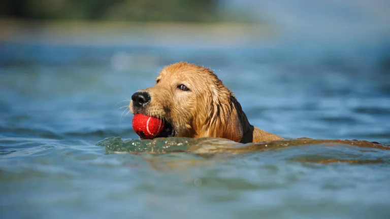 North Beach, a dog-friendly beach in Zephyr Cove, California