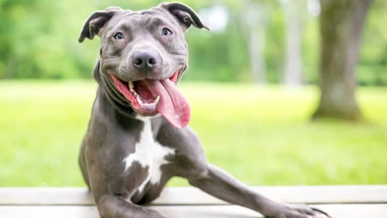 A happy blue and white Pit Bull Terrier mixed breed dog with its tongue hanging out