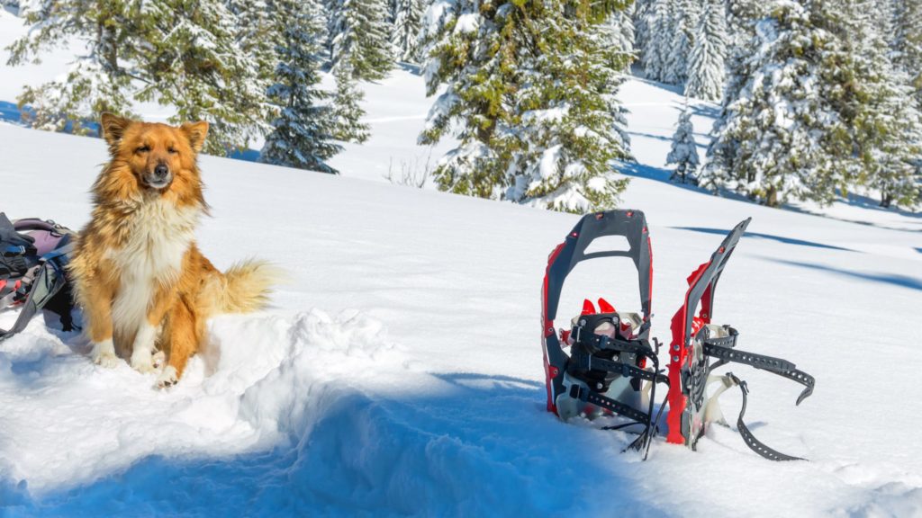 Dog sitting on snow near snowshoes