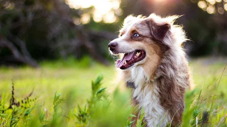 Berkeley Humane, a dog-friendly local service in Berkeley, California
