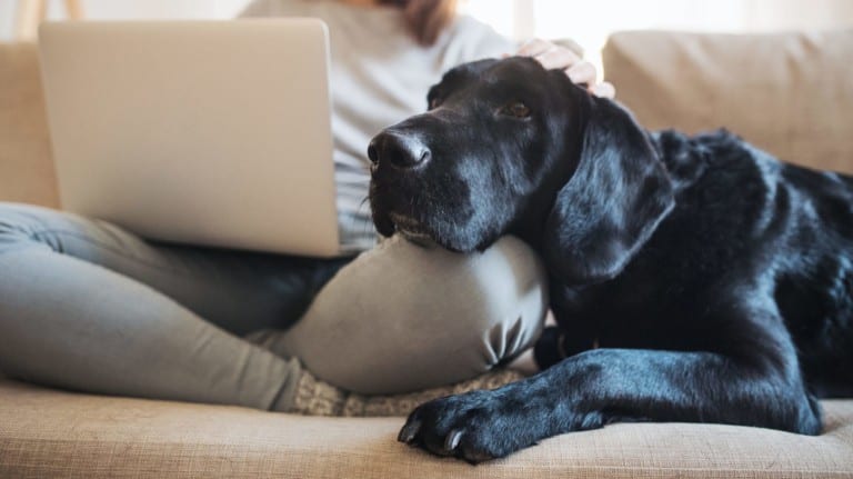 Girl with a computer and black great dane