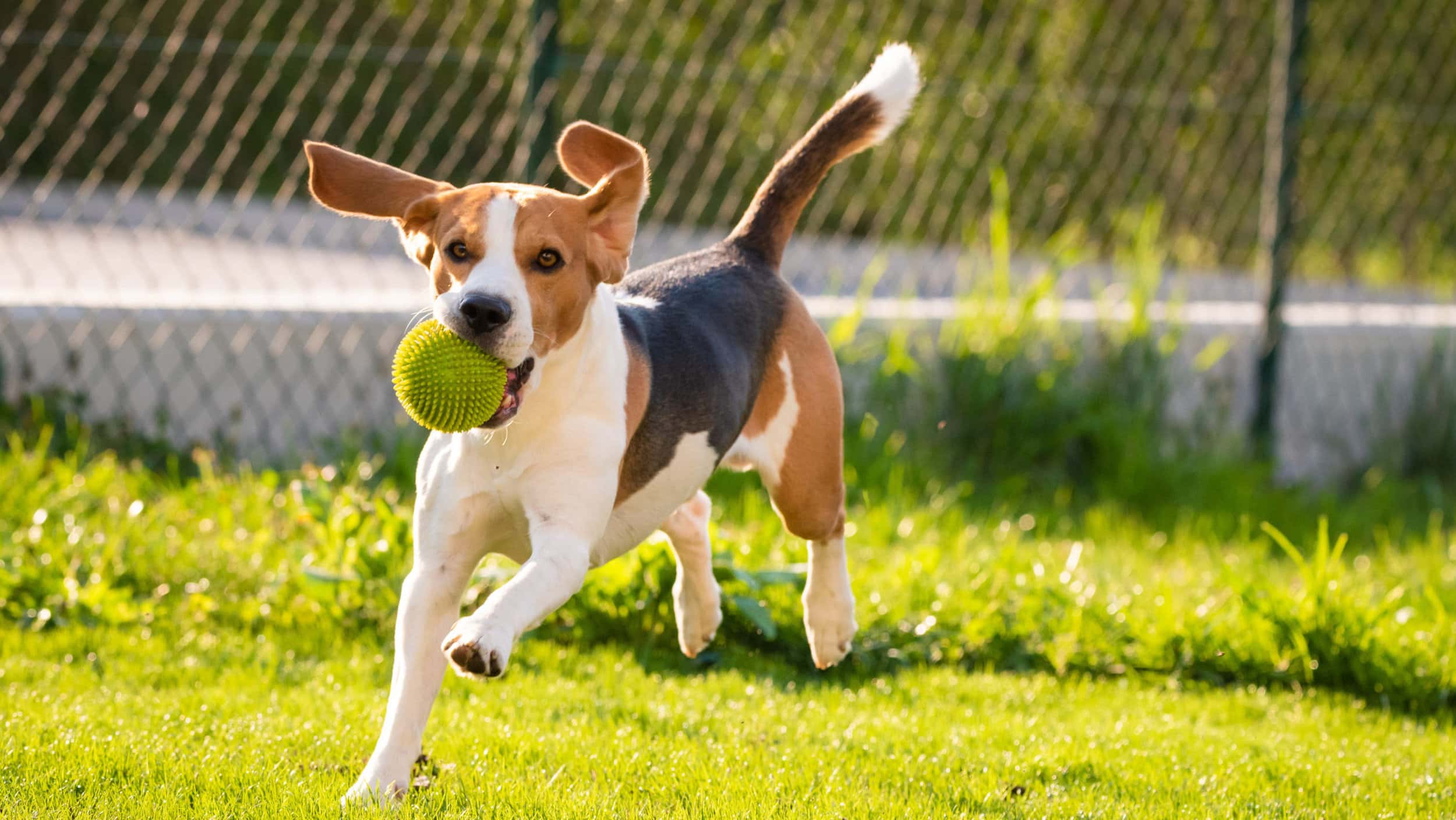 beagle dog with a bal running in a dog park