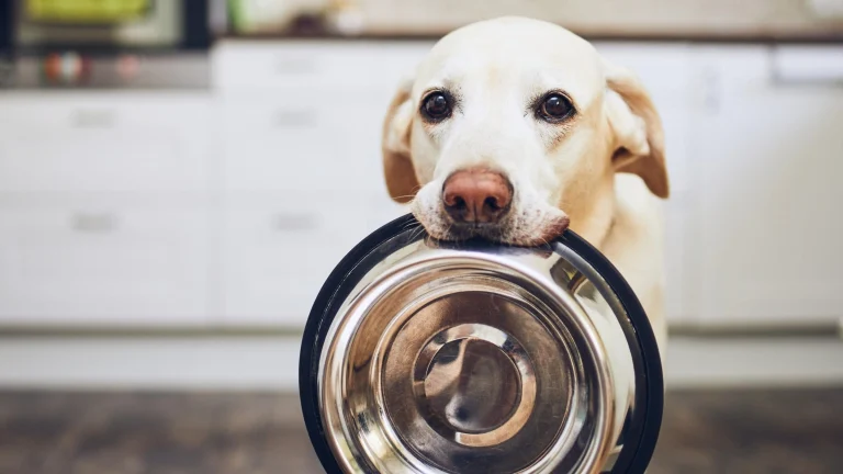 Dog food/supplies