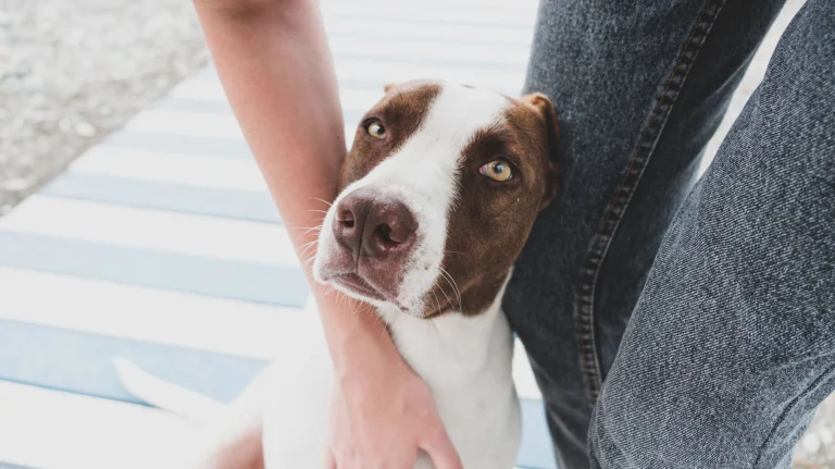 Rescues/Shelters