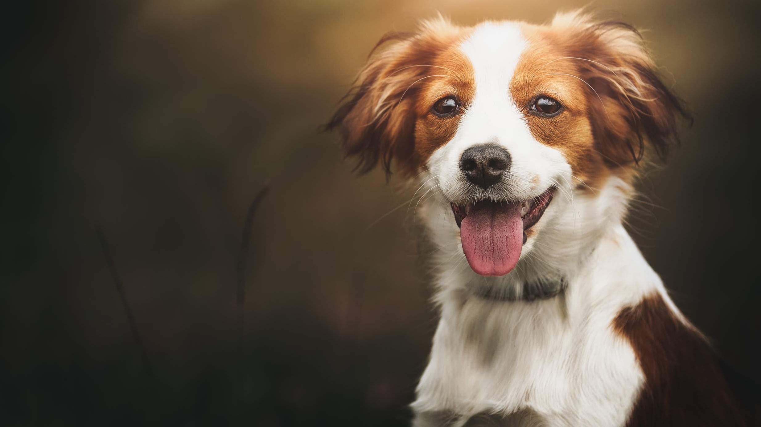 North peninsula veterinary store emergency